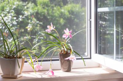fleurs rebord fenetre chassis PVC aluminium comment choisir